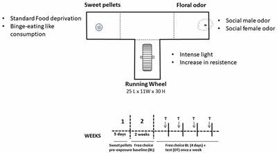 Preference for Exercise vs. More Sedentary Reinforcers: Validation of an Animal Model of Tetrabenazine-Induced Anergia